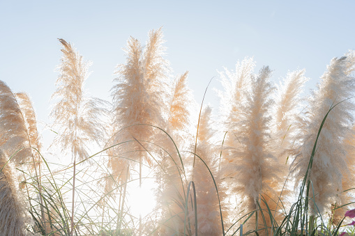 Dry plant reeds as beauty nature background, Abstract natural backdrop. Reed grass or pampas grass outdoors with daylight, life style nature scene, organic design poster. Selective focus