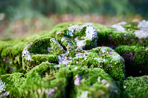 Old stone covered with moss in a forest