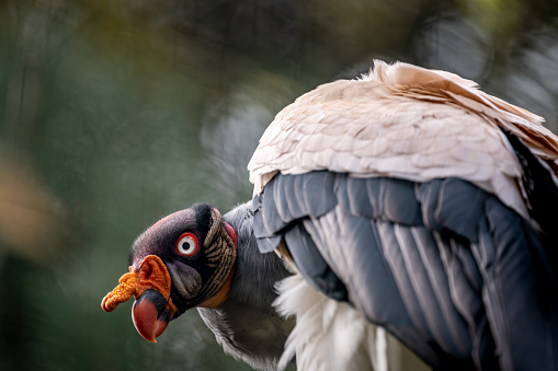 Portrait of bird. One king vulture. Sarcoramphus papa with bokeh backgrounds.