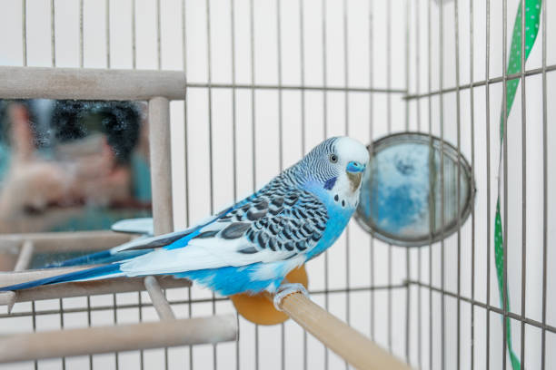 istock Funny budgerigar. Cute blue budgie pa parrot sits in cage and plays with mirror. 1437532043