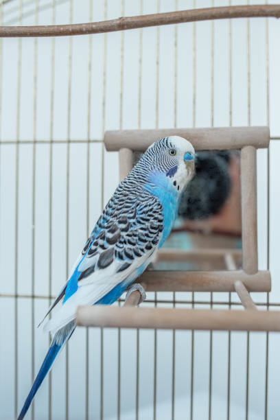 istock Funny budgerigar. Cute blue budgie pa parrot sits in cage and plays with mirror. 1437532046