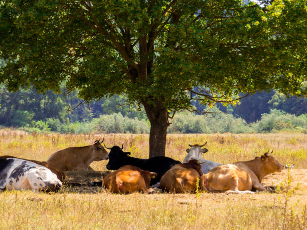 istock Cows in Fiora Valley, Italy 1437532212