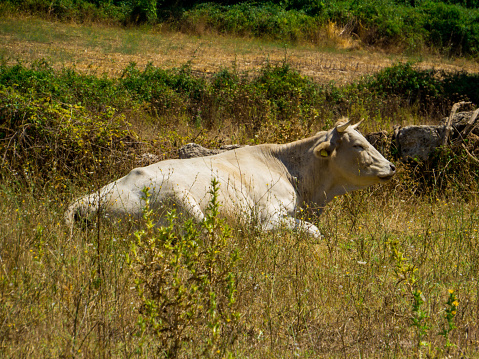 Cows in Poggio Conte, Fiora Valley, Lazio, Italy
