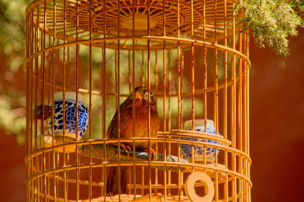 A caged Chinese Hwamei, aka melodious laughingthrush, in the  Imperial garden of the Summer Palace in Beijing