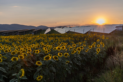 Sun setting behind solar panels in a sunflower field in summer