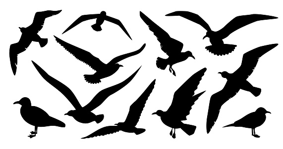 Many birds sea gulls outline black shapes on white background. Seagull flock flying cut file stencil cutter template.
