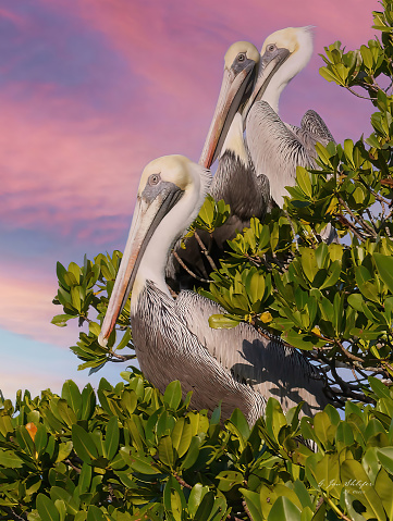 Three Brown Pelicans off Longboat Key, Florida.