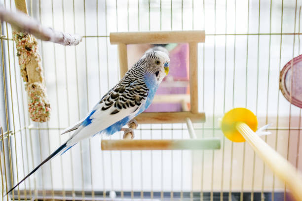 istock Funny budgerigar. Cute blue budgie pa parrot sits in cage and plays with mirror. 1437534777