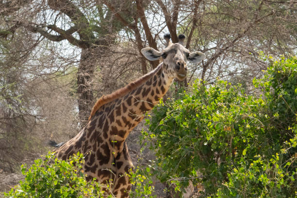 istock A Giraffe in Tanzania 1437535047