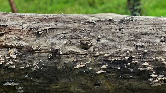 dry logs overgrown with mushrooms in the forest