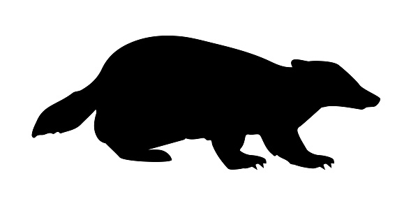 A silhouette of a badger on white background