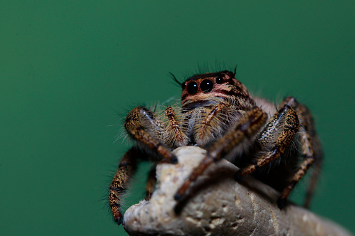 Grammostola Pulchripes tarantula (Chaco Golden Knee) on dark blue  background. Large Tarantula with yellow and black hair on log. Studio Shot