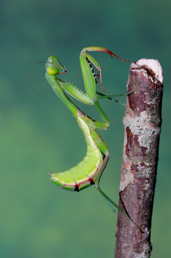 Female European Mantis or Praying Mantis, Mantis Religiosa. Green praying mantis. Close up