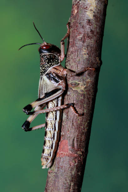 사막 메뚜기 (schistocerca gregaria) - locust 뉴스 사진 이미지