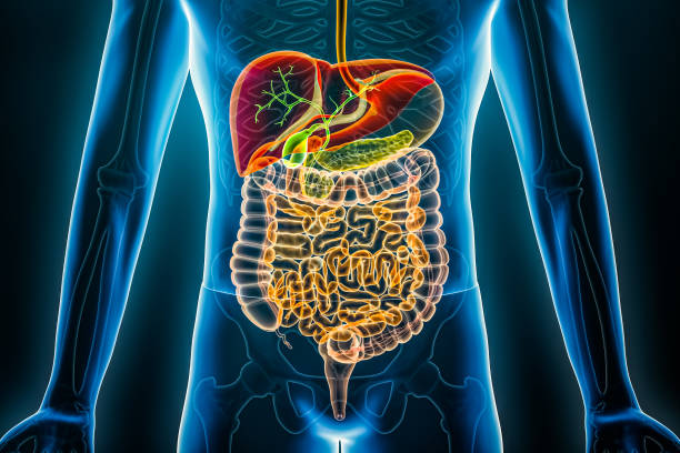 Human digestive system x-ray. Organs of the gastrointestinal tract 3D rendering illustration. Anatomy, medical, biology, science, healthcare concepts.