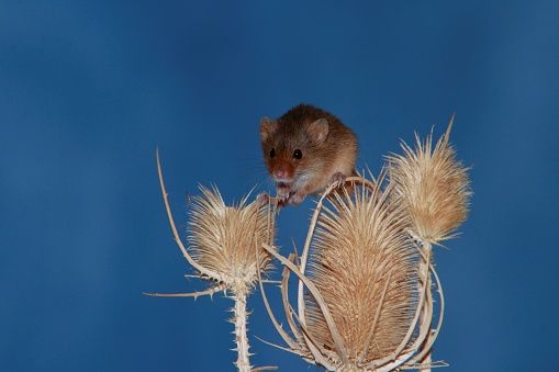 Harvest mouse in close up on dried plant