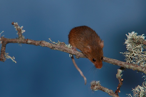 Harvest mouse in close up on mossy twig