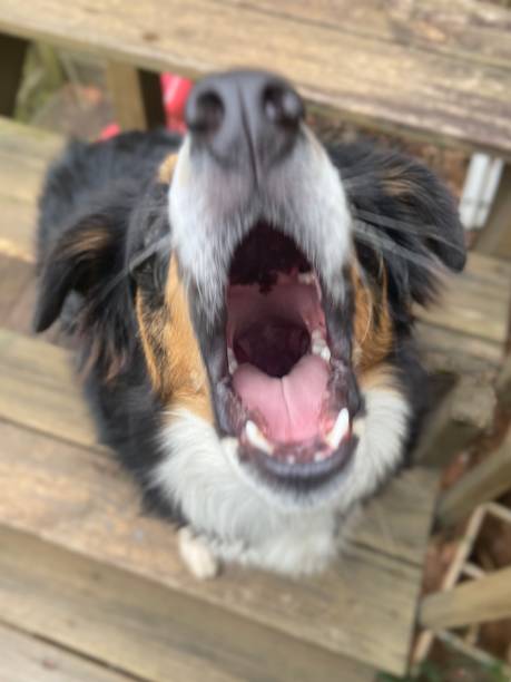 istock An Australian Shepherd dog with mouth wide open while barking 1437538986