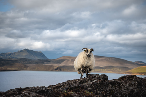 Icelandic sheep on the top of volcanic rocks in the Highlands of Iceland (Landmannalaugar, Fjallabak Nature Reserve).