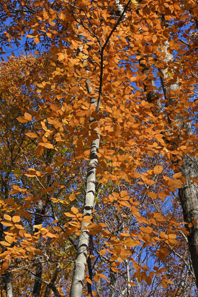 秋のアメリカブナの黄金色の葉、垂直 - american beech ストックフォトと画像