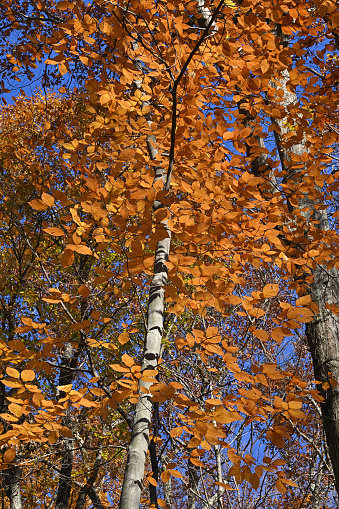 Golden brown leaves of American beech (Fagus grandifolia) in fall, vertical. Taken in the Connecticut woods, late October. Note the beech tree's distinctive bark -- smooth and gray.