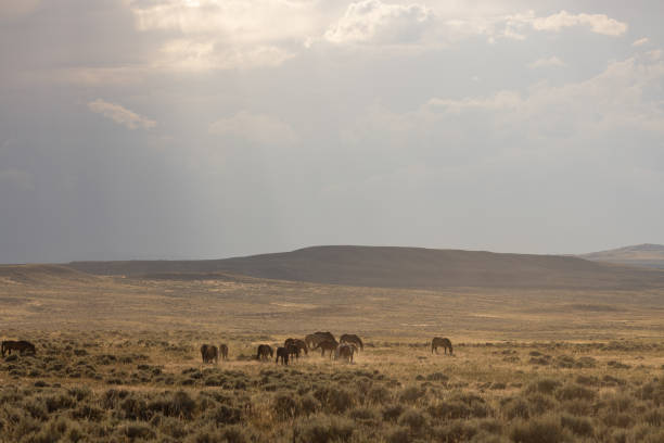 wild horses in summer in the Wyoming desert