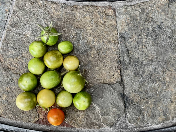 クリスマスのテーマ - 自家製の農産物 - environment homegrown produce canada north america ストックフォトと画像