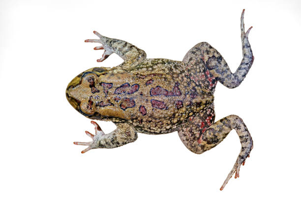 istock Top view of an African olive toad (Amietophrynus garmani) isolated on white 1437540792