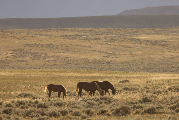 istock Wild Horses in the Wyoming Desert 1437540926