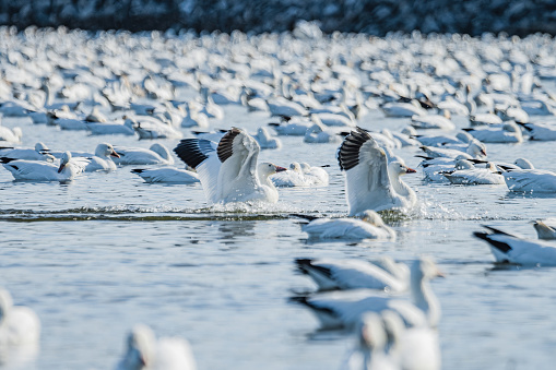 Trumpeter swans taking fight over the Snake River in Idaho