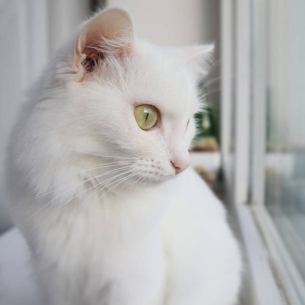 istock White fluffy Turkish Angora cat sits on the windowsill 1437542098