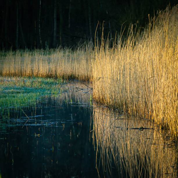 istock Golden, dried gras growing by tha lake 1437542376