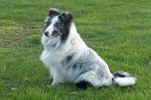 Sheltie dog sitting in the grass