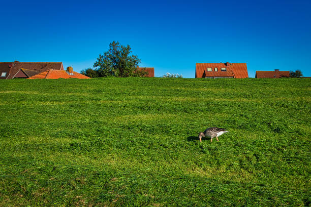 These grey goose ran around the southern dike on the island of Baltrum. The freshly mowed grass had attracted her and ate it with pleasure. The houses of the village crouch behind the dike that separates the salt marshes from the village. The salt marshes are often flooded at high tide.