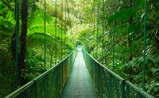 A breathtaking view of hanging bridge in Monteverde Cloud Forest, Costa Rica