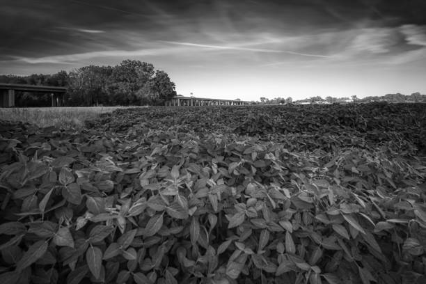 istock Brozany nad Ohri, Czechia - July 17, 2022: landscape with  highway D8 1437543844