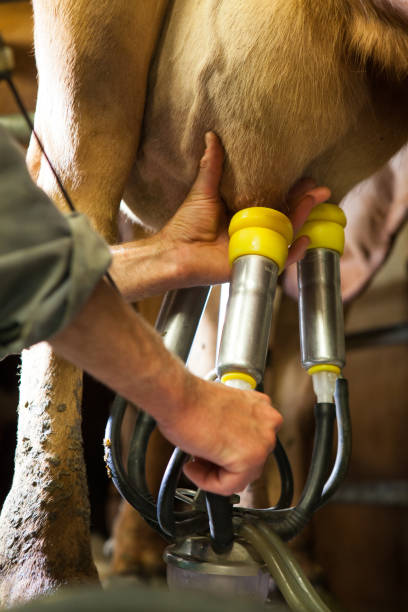 fábrica de ordenha de vacas usada para fazer queijo gruyere na frança - cheese making - fotografias e filmes do acervo