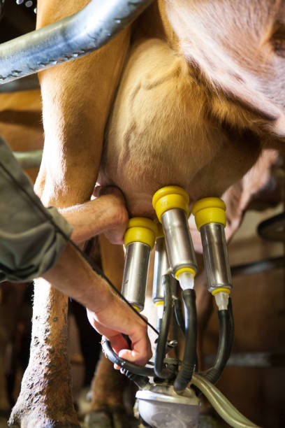 Factory for milking cows used to make Gruyere cheese in France A factory for milking cows used to make Gruyere cheese in France milking unit stock pictures, royalty-free photos & images