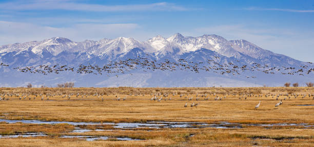 istock Migrating Greater Sandhill Cranes in Monte Vista, Colorado 1437547064