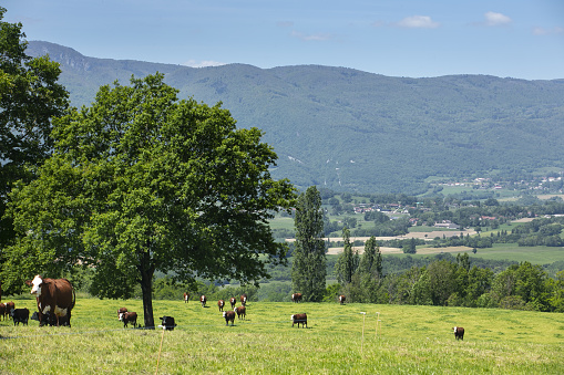 A herd of cows producing milk for Gruyere cheese in France in the spring