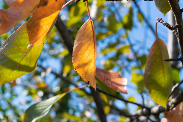 istock Autumn leaves on the sun 1437547155