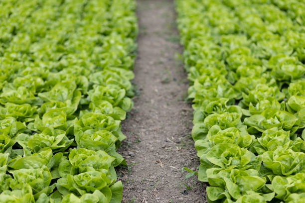 Full frame of fresh lettuce growing in a greenhouse.