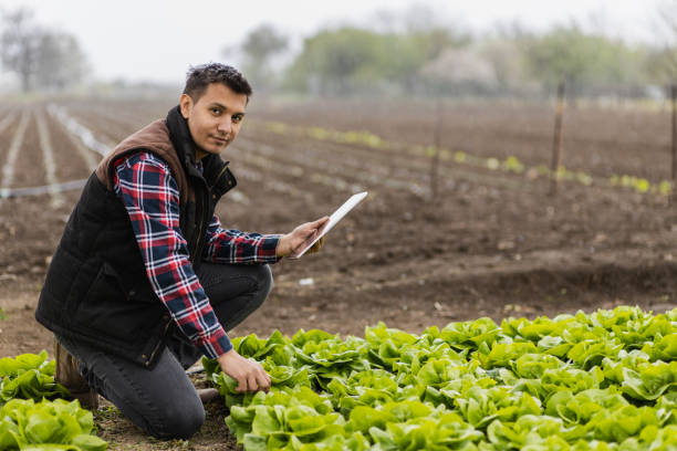 istock Young farmer posing in his lettuce field 1437547237