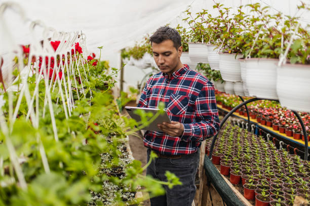 istock Young Middle Eastern florist focused on work in greenhouse 1437547463