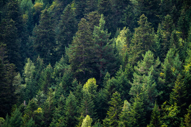 istock Green pine trees. Close-up landscape from some trees in the mountains. Background for ecology concept, take care of the planet and green thinking. 1437547522