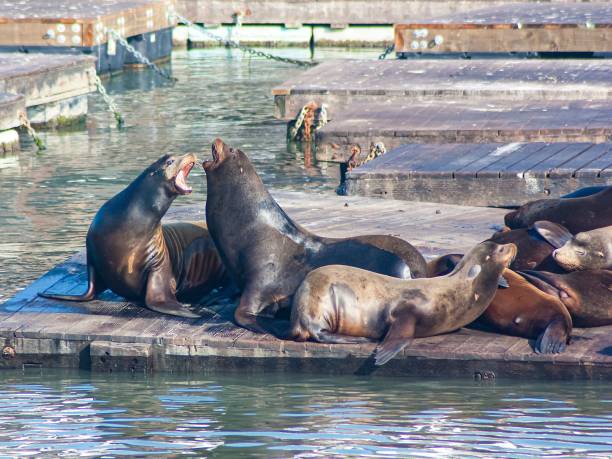 istock Sea lions on a pier on a sunny day 1437549637