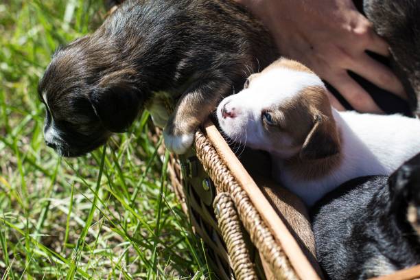 istock Cute puppies in a basket on a sunny day 1437549999