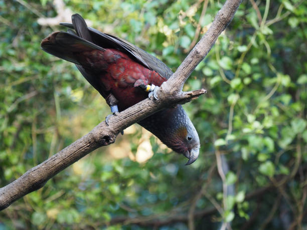 istock Closeup shot of a parrot perched on a tree branch 1437550011