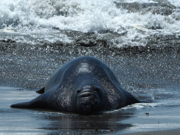 istock Adorable elephant seal relaxing on the sandy beach 1437550733