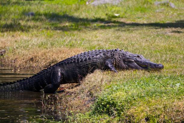 istock Crocodile in the wetlands 1437550902